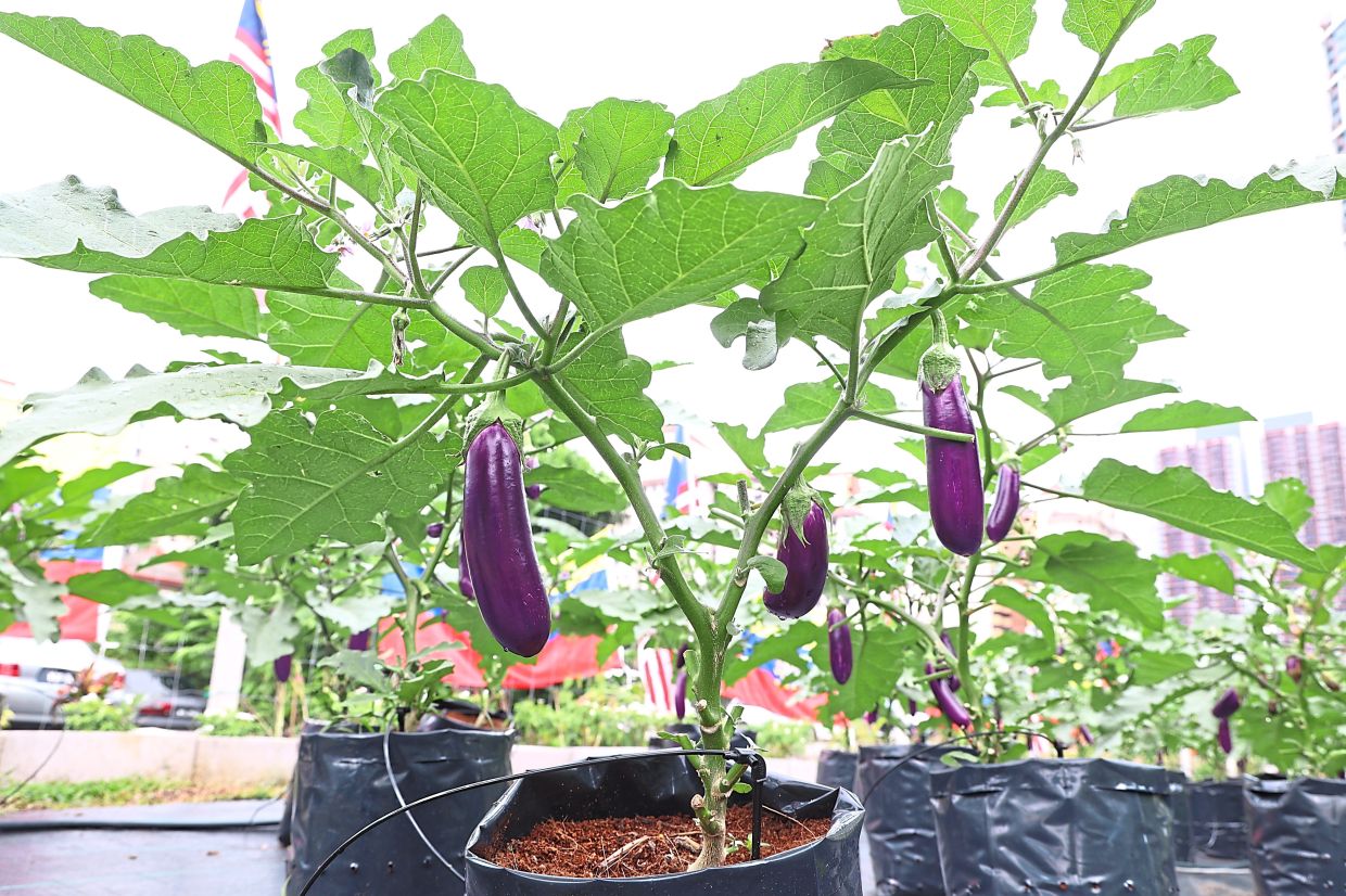 A full harvest of brinjal at the community garden.