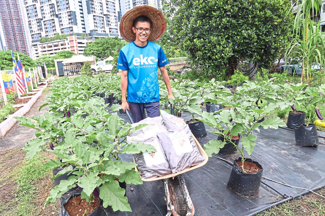 Yap standing amidst brinjal plants, with the compost that makes the crops grow well.