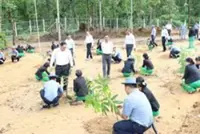Monsoon tree planting tradition restores Myanmar forest landscape