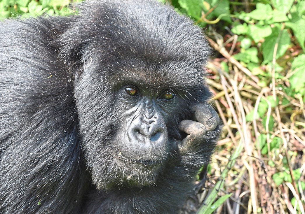 One of the gorillas that the writer could get close to in Rwanda.