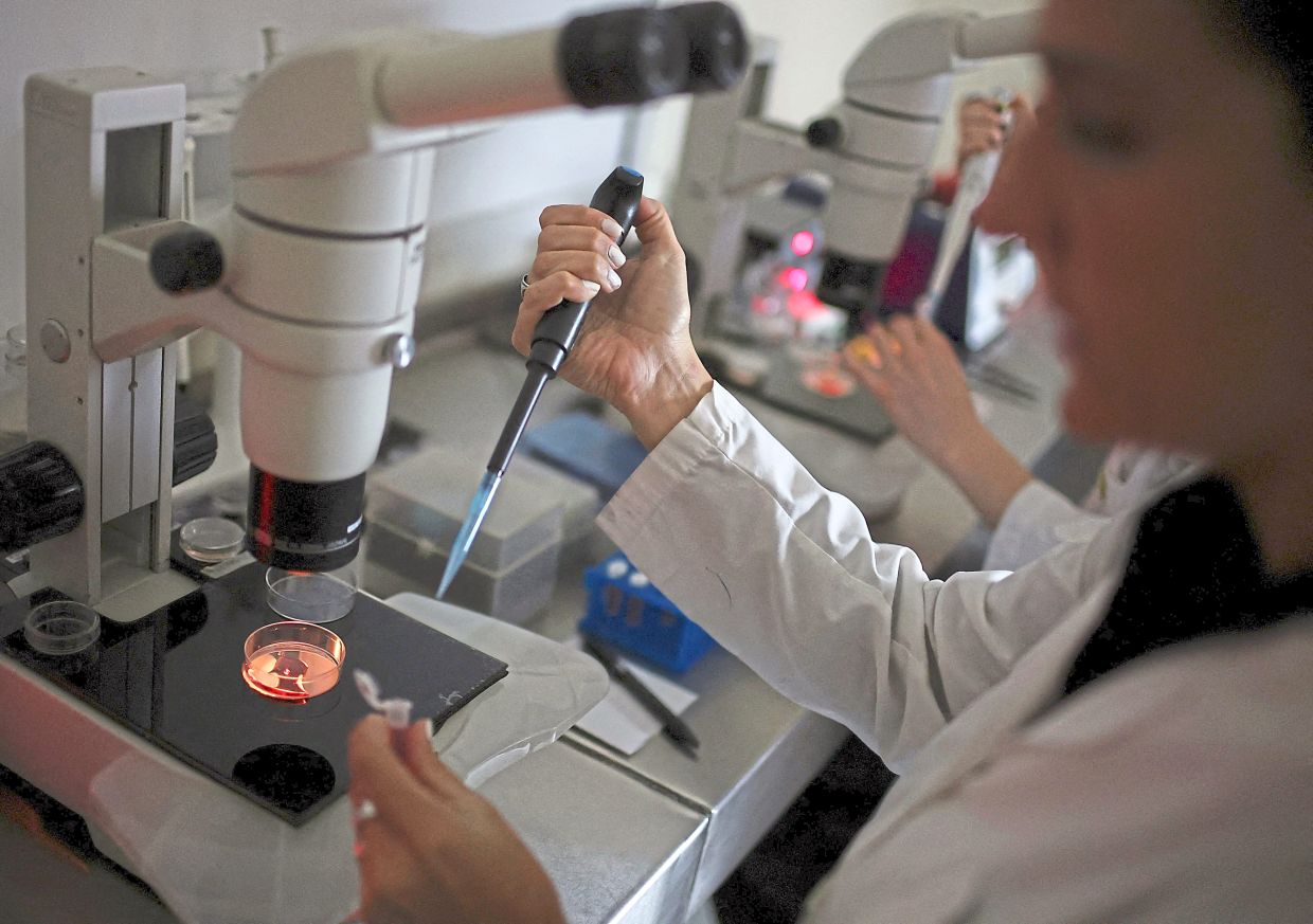 An employee of Kheiron Biotech sorting oocytes from horses at their laboratory in Pilar, Buenos Aires, Argentina. — Reuters 