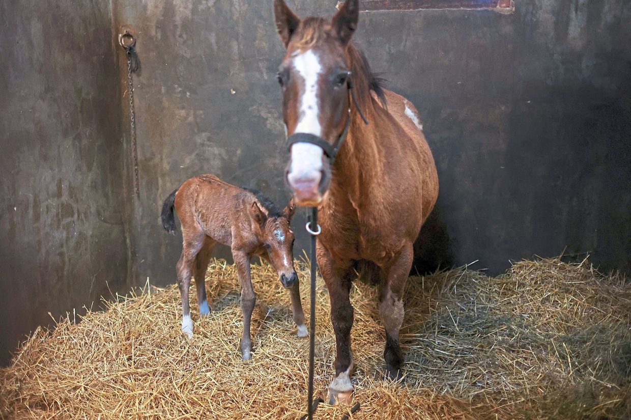 A cloned newborn horse next to its surrogate mother. a cloned foal generally sells for an average of US$40,000. — Reuters