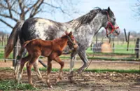 Gene-edited polo horses stir controversy