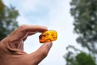 Finding happiness in amber: People hunt for the precious piece in Germany
