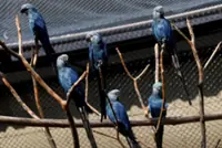 Feathers fly in dispute over Ambani zoo's pursuit of rare parrot