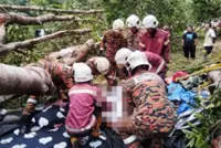 Woman killed as tree falls on tent at Janda Baik campsite