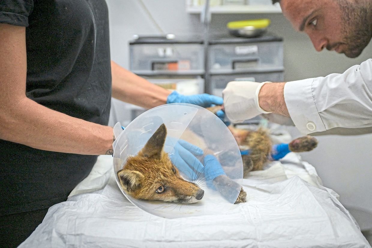 Members of the Greek wildlife protection group Anima treating an injured fox.