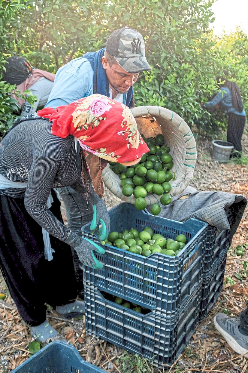 Workers putting lemons into crates during a lemon harvest in Adana.