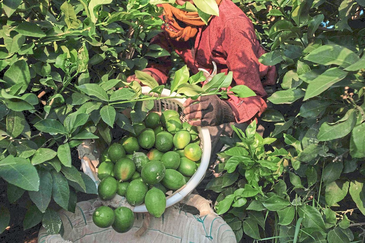 A worker collecting lemons from trees.