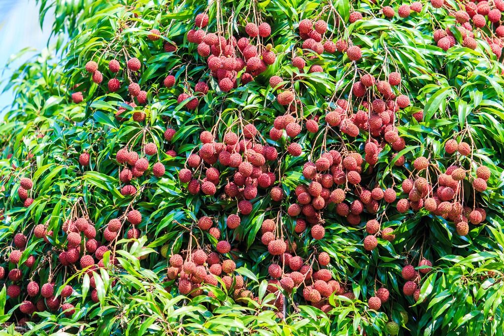 Lychee tree.