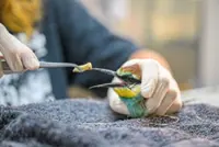 Climate change takes toll on Greek wildlife