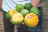Sour season for lemon farmers