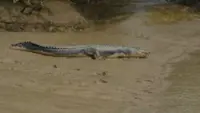 Furious crocodile lunges at woman, drags her to river in India's Odisha village