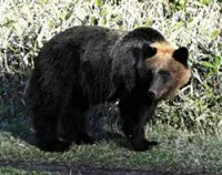 Bear repellent rental business booming in Hokkaido, Japan