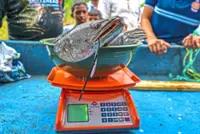 Reeling in anglers with cash to curb predatory fish