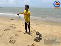 QuickCheck: Is it true that APM officers in Melaka used surfboards to catch a python at sea?