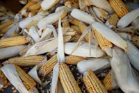 Thailand bans animal-feed corn from burned fields in major shift