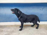 Duyun, Sabah’s lone drug sniffer dog finally gets a partner