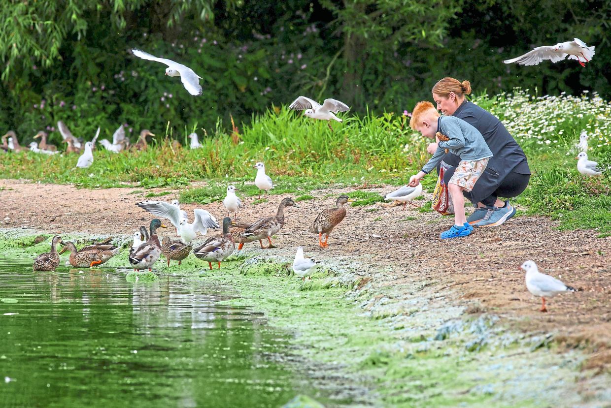 People feeding ducks and seagulls on the blue-green algae-covered shores of Lough Neagh. — AFP