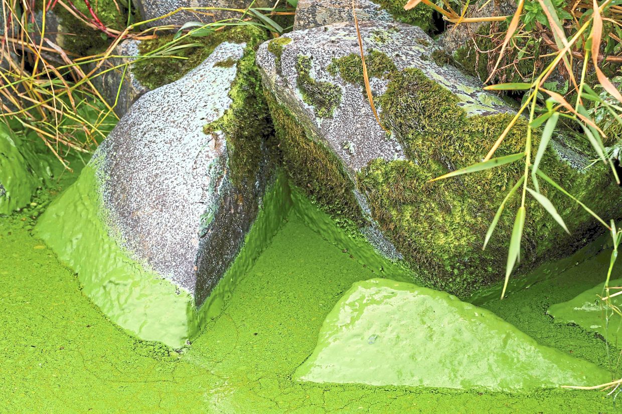A close-up of the rocks covered in the slimy-looking algae. — AFP
