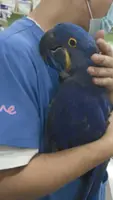 Parrot with separation anxiety melts hearts