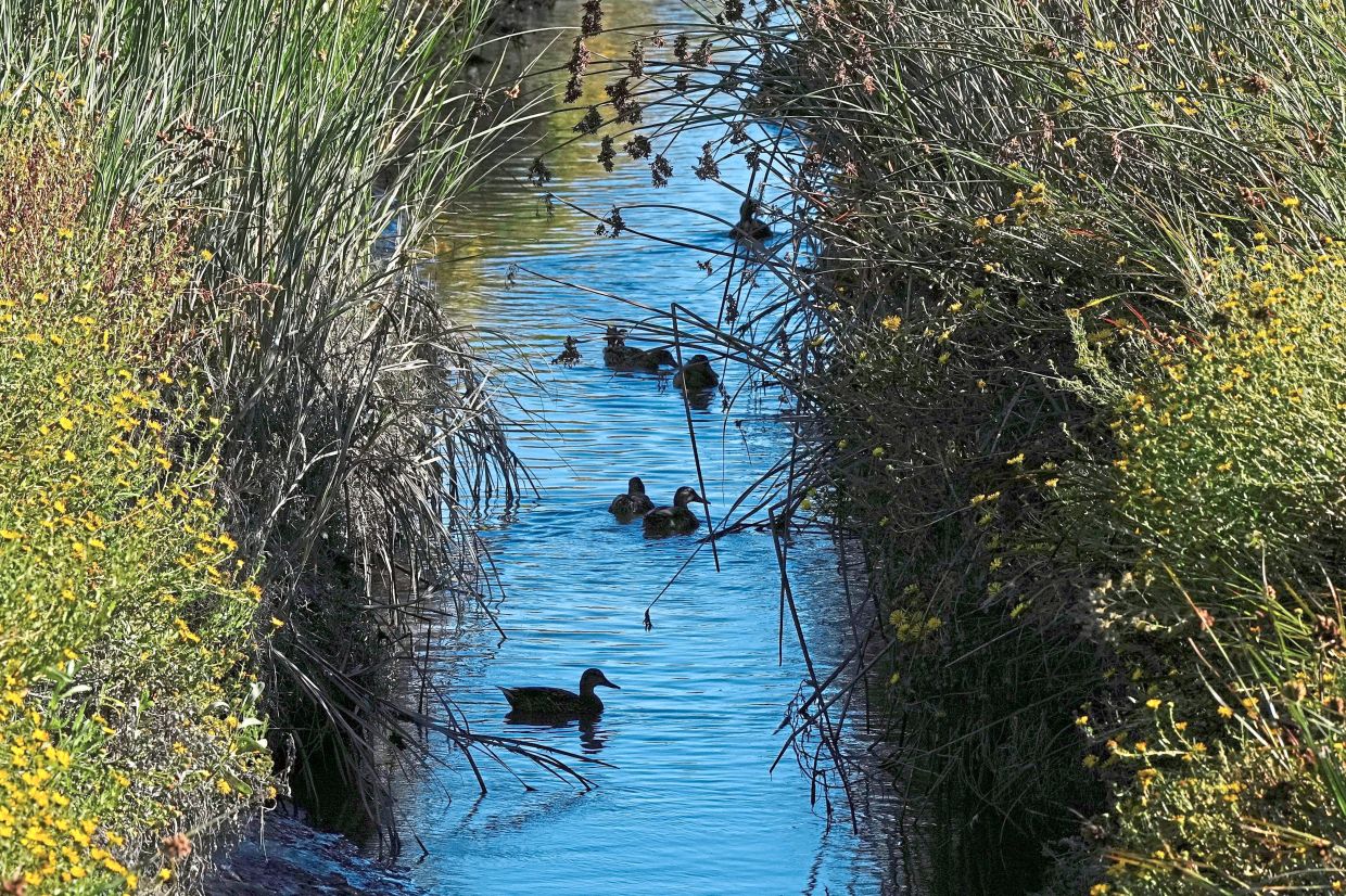 Birds swimming in Stevens Creek, which is located southeast of the Pond A2W site for the South Bay Salt Pond Restoration Project in Mountain View, California, as crew members work on a wildlife exclusion fence at the site. — AP