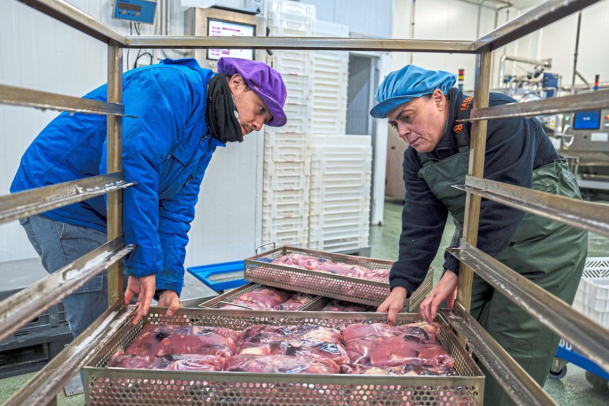Workers packaging octopuses at Frigorificos Arcos SL in O Carballino. — AP