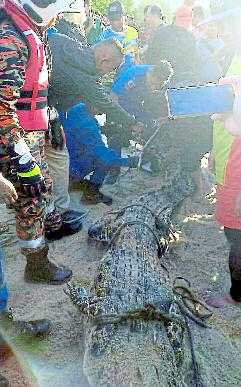 Big catch: The captured crocodile waiting to be relocated from the beach. — Photo courtesy of APM