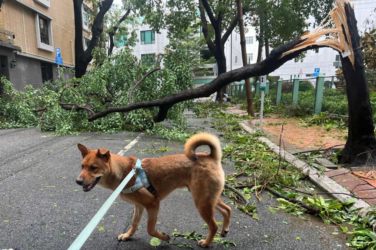 A fallen tree lies across a road as a dog is taken out for a walk as Ragasa hit Hong Kong. - AFP