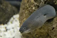 99% of eel products from endangered species