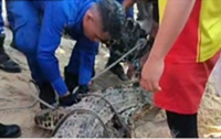 Croc captured in Penang relocated to Paya Indah Wetlands