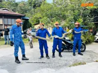 4.5 metre king cobra captured in Teluk Kumbar