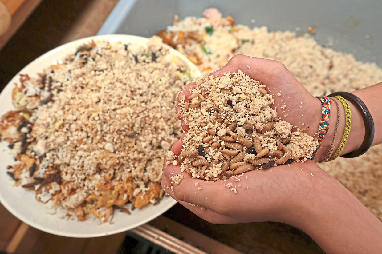 The larvae feeding on food scraps from the school canteen. Pupils in the Environment Club segregate food waste to feed the larvae and record their growth.