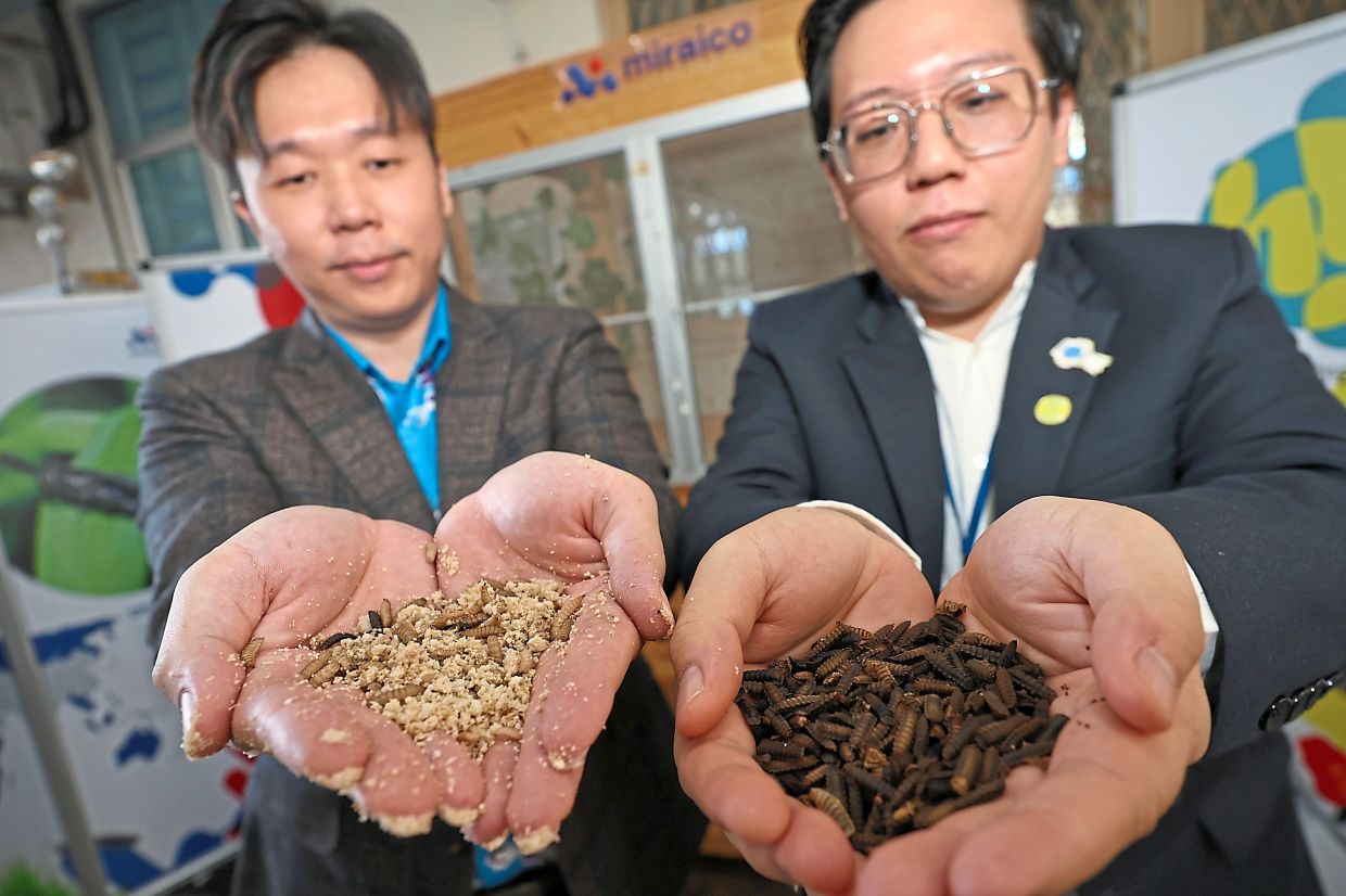Ang (left) and incoming JCI Bukit Mertajam president Kenzo Deng showing the larvae (left) and pupa (right) taken from the mobile BSF farm at SJK (C) Union.