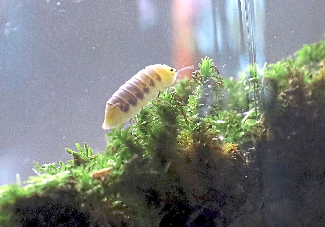 Awww... doesn't this little cubaris jupiter look cute?