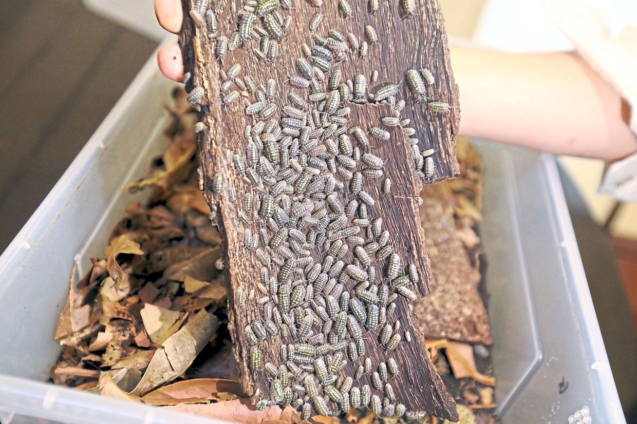 Don't worry, these armadillidium gestroi isopods can't jump.