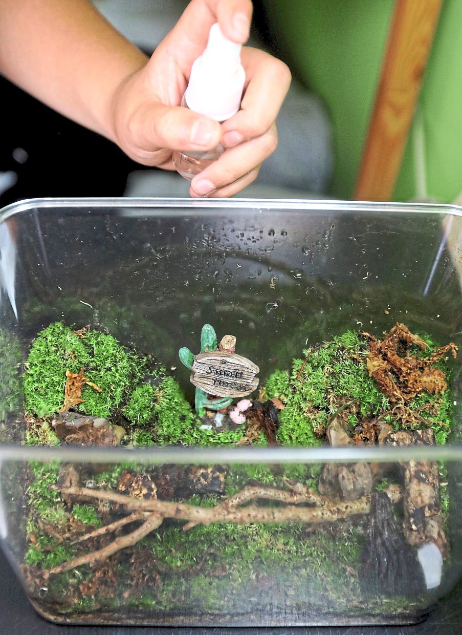 For Evan, keeping isopods is about creating his own little forest ecosystem inside his room.