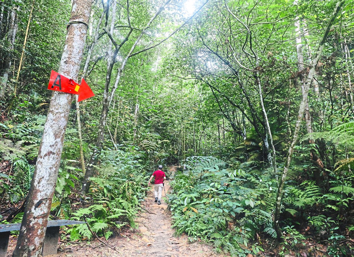 Hiking trail at Bukit Wawasan. — SAMUEL ONG/The Star