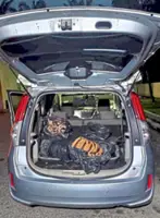 Roaring trade puts tigers in peril