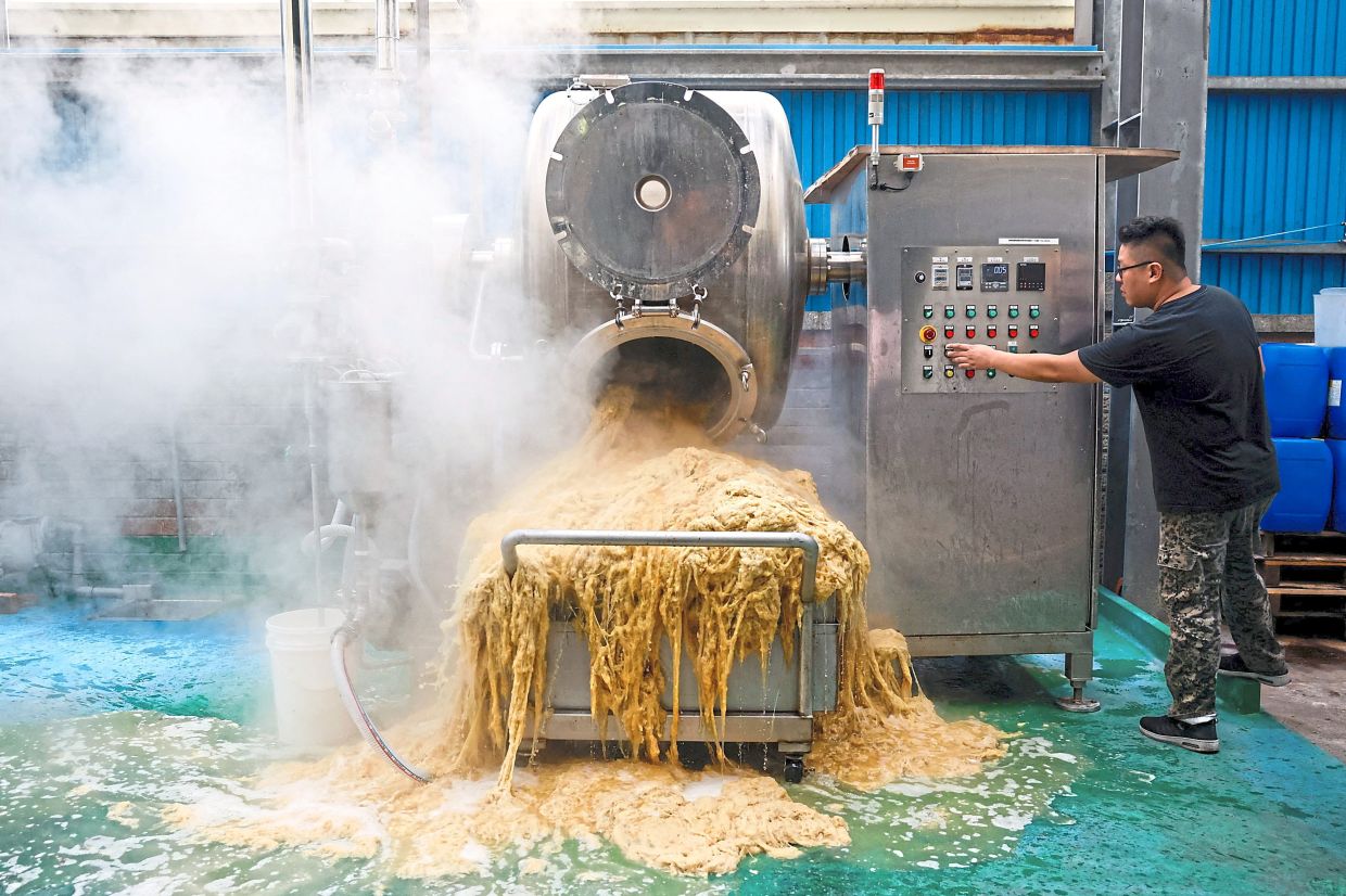 How it’s done: A Farm to Material employee operating one of the machines that process banana pseudostems into fibre at a facility in Changhua, Taiwan. — Reuters