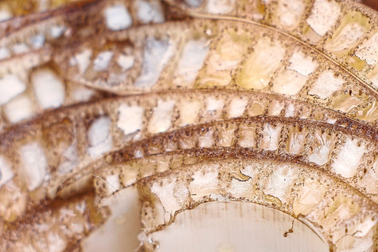 Closer look: A close-up view of the texture of a banana pseudostem. — Reuters