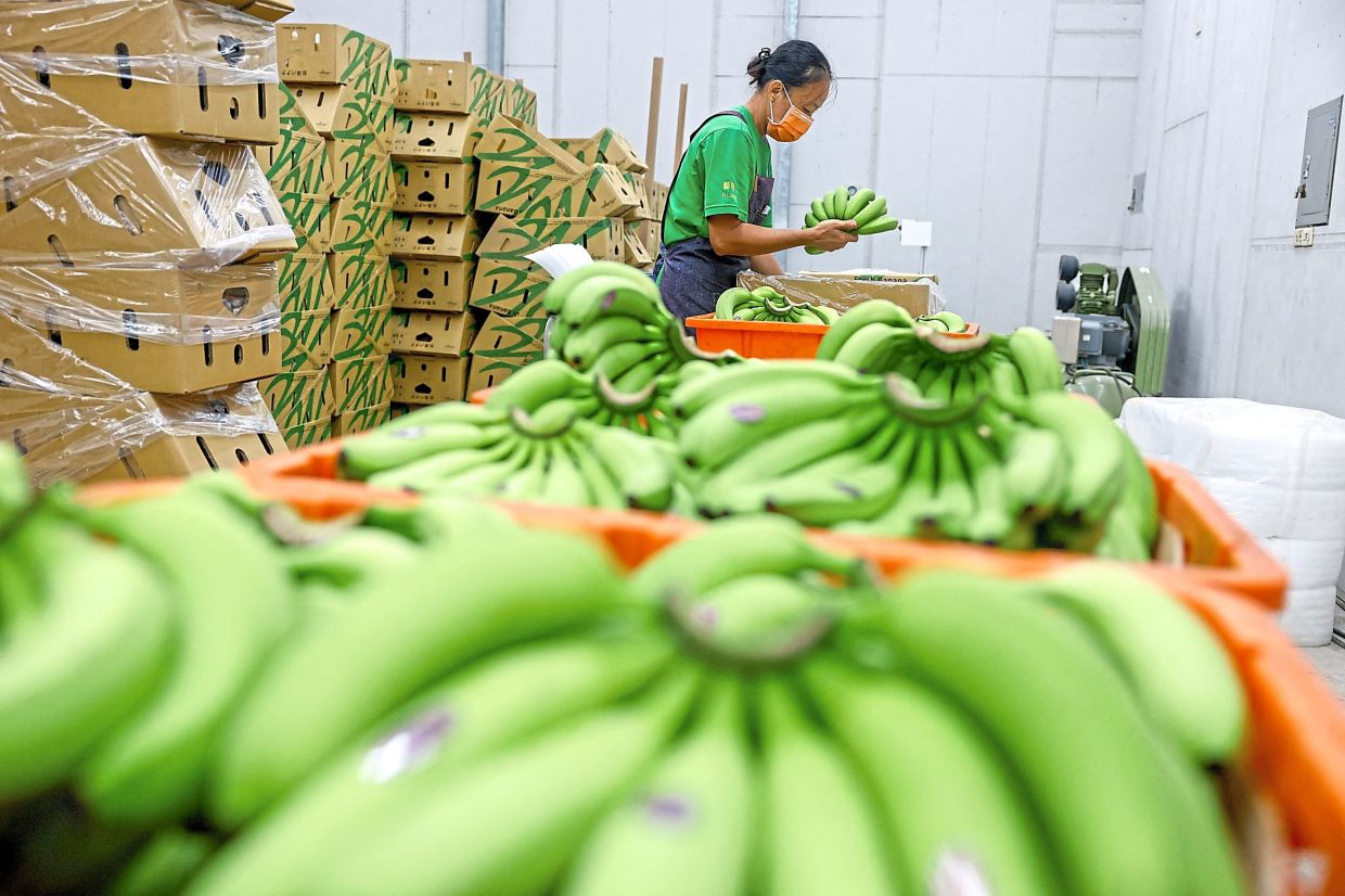 For export: A worker packaging bananas at Yilung Agricultural Co in Pingtung. — Reuters