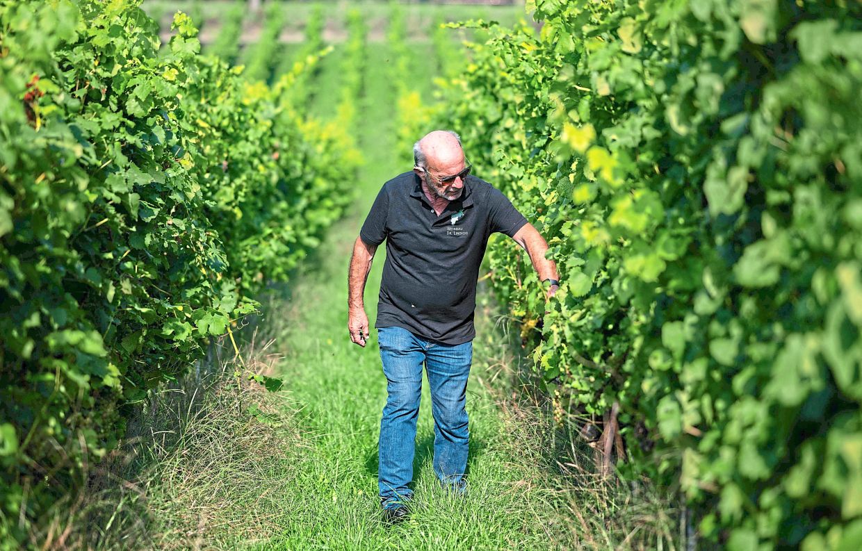 Lindicke says his vineyard is now harvested a month earlier compared to previous years.
