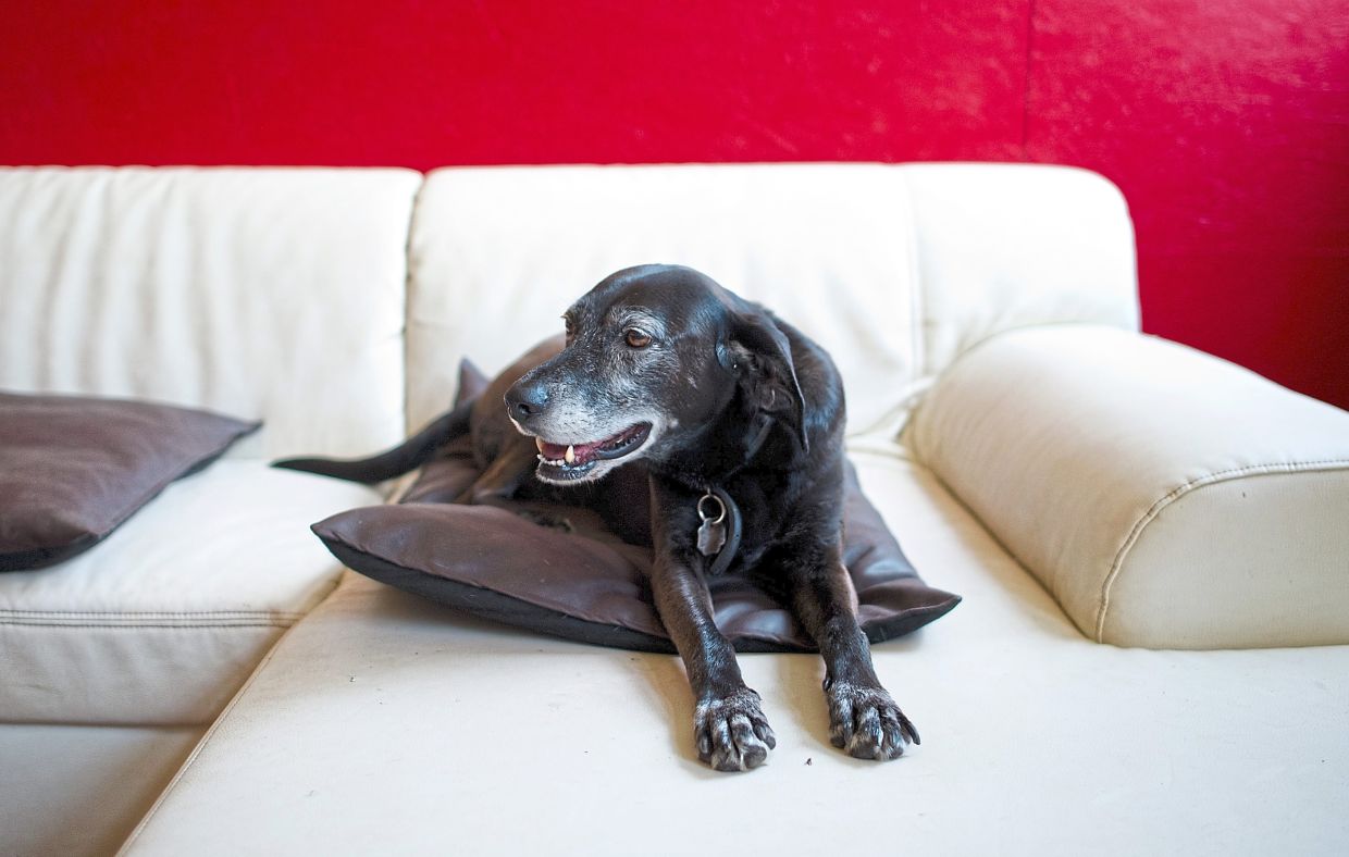 Was sehen und fühlen Hunde, wenn sie fernsehen?