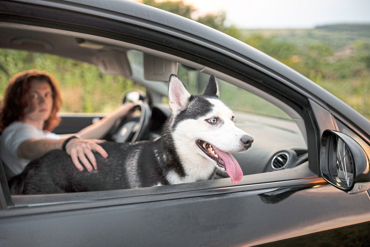 Take your dog with you, even if it's just a short errand.