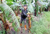 From stems to sustainable style