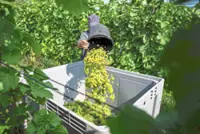 Warm climate boosts grape growth