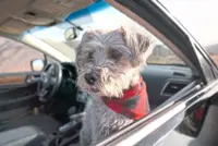 5 minutes in a hot car are enough to give your dog heatstroke