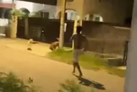 Ipoh man nabbed for killing dog with iron rod