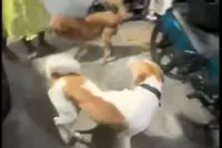 Dog in viral video died of severe head injuries, says Perak DVS